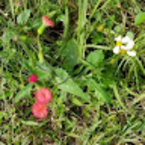 Meet your Posher, Rose